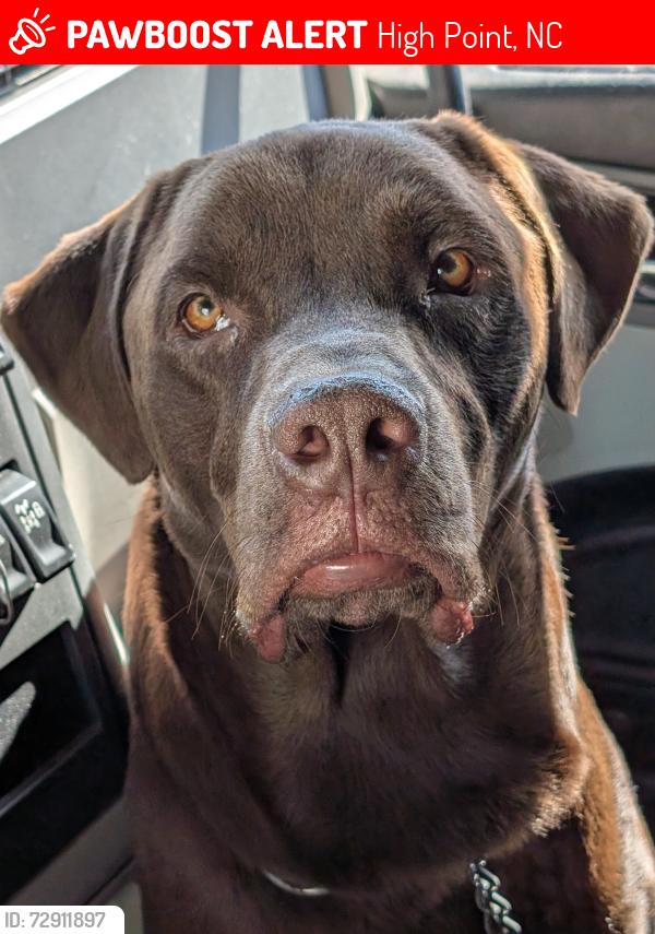 Lost Male Dog last seen Citgo, Archdale NC, Truck stop & Cafe, High Point, NC 27263