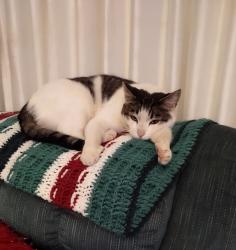 Reunited Male Cat last seen Near East Airport Ave. Lompoc, Lompoc, CA 93436