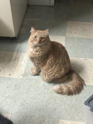 Lost Male Cat last seen Fifth Third Bank , Cincinnati, OH 45215