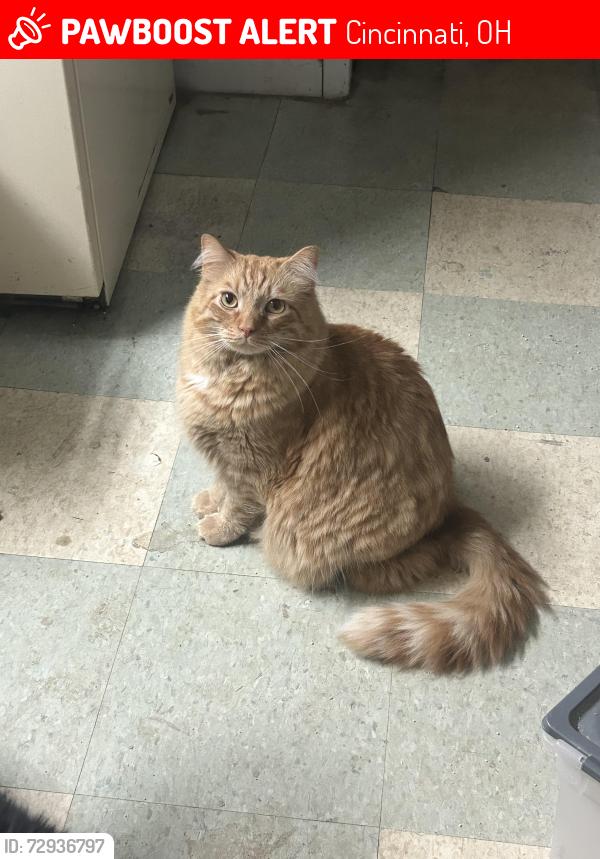 Lost Male Cat last seen Fifth Third Bank , Cincinnati, OH 45215