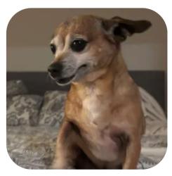 Lost Female Dog last seen George Sullivan Pkwy and Arrasta Rd, Reno, NV 89512