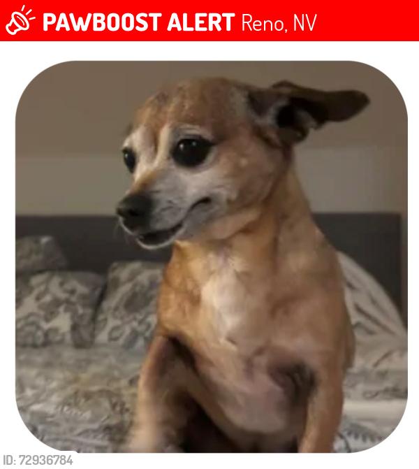 Lost Female Dog last seen George Sullivan Pkwy and Arrasta Rd, Reno, NV 89512