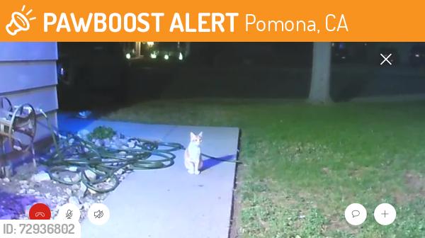Found/Stray Female Cat last seen Pudding stone wash, Pomona, CA 91767