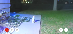 Found/Stray Female Cat last seen Pudding stone wash, Pomona, CA 91767
