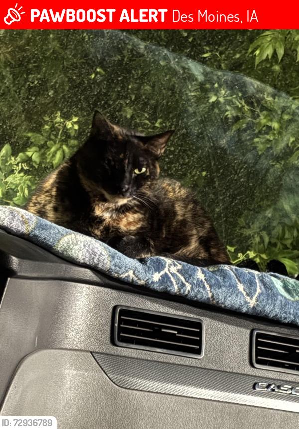 Lost Female Cat last seen Near park Ave at the Crawford trucking terminal. , Des Moines, IA 50321