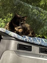 Lost Female Cat last seen Near park Ave at the Crawford trucking terminal. , Des Moines, IA 50321