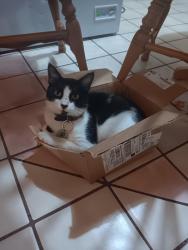 Reunited Male Cat last seen Philatelic Dr , Spring Hill, FL 34606