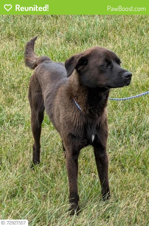 Reunited Male Dog last seen Near Todd st, Newton, NC 28658