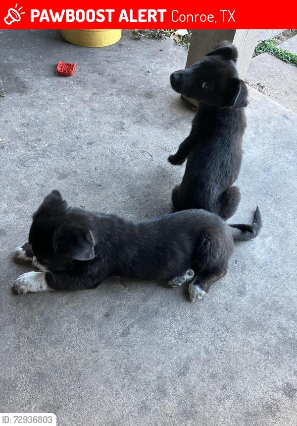 Lost Female Dog last seen Near Willis Waukegan Rd, Conroe, TX 77303