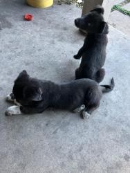 Lost Female Dog last seen Near Willis Waukegan Rd, Conroe, TX 77303