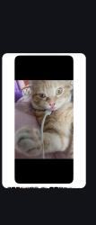Lost Male Cat last seen Binford Blvd and Allisonville Rd, Indianapolis, IN 46250