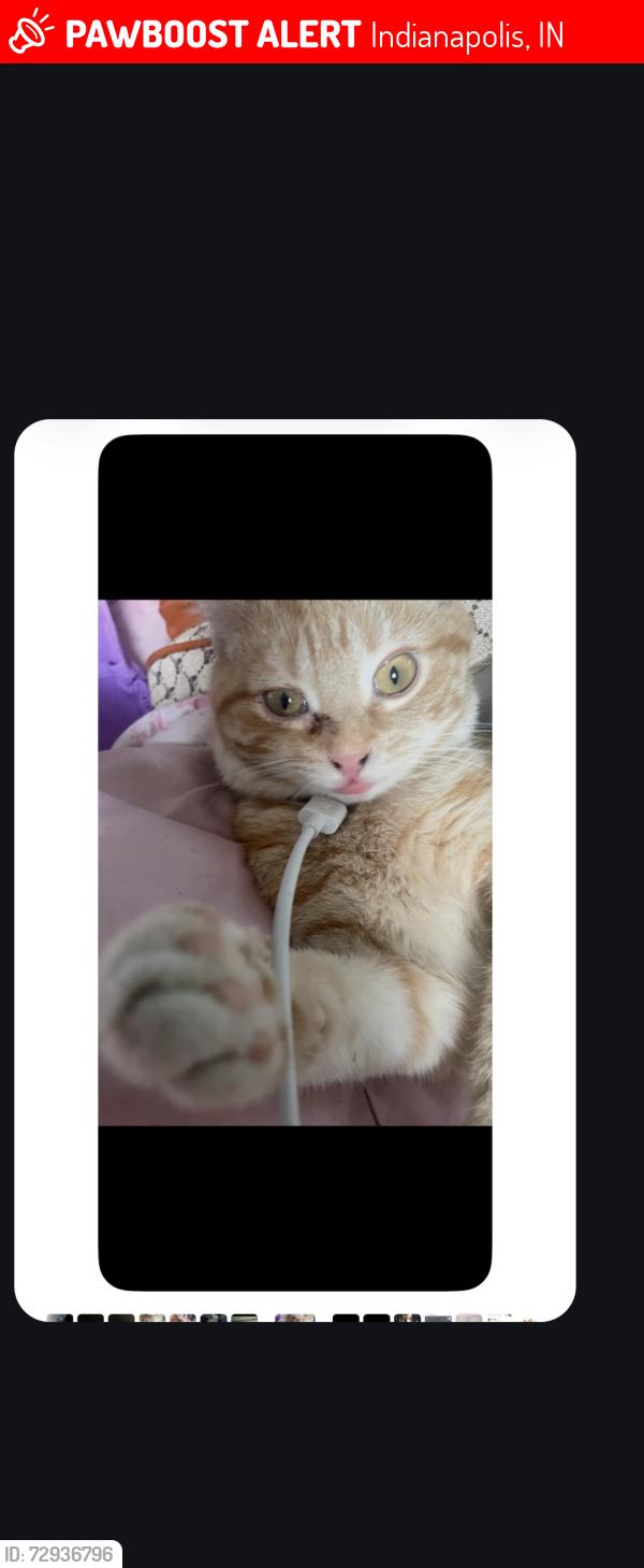 Lost Male Cat last seen Binford Blvd and Allisonville Rd, Indianapolis, IN 46250