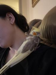 Lost Male Bird last seen Tree next to balcony, Irvine, CA 92618
