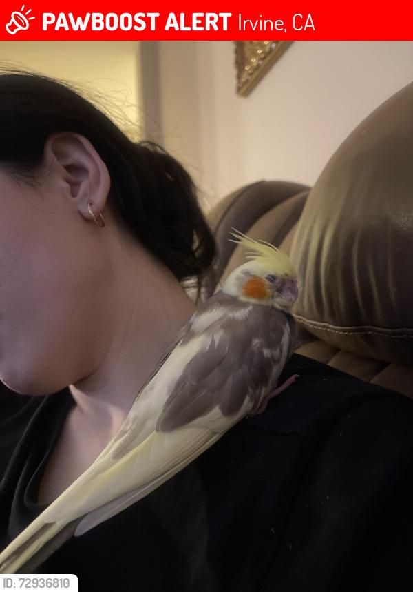 Lost Male Bird last seen Tree next to balcony, Irvine, CA 92618