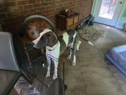 Lost Female Dog last seen Powdersville , Greenville County, SC 29673
