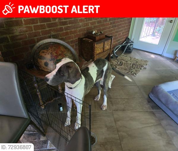 Lost Female Dog last seen Powdersville , Greenville County, SC 29673