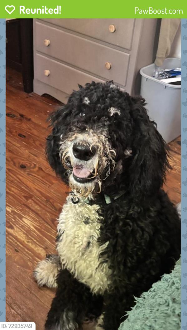 Reunited Female Dog last seen Ed Davis Road near Mt. Zion Baptist Church , Maryville, TN 37801