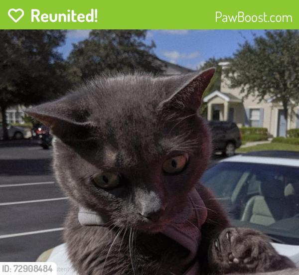 Reunited Female Cat last seen Bridgewalk & Churchside, Fish Hawk, FL 33547