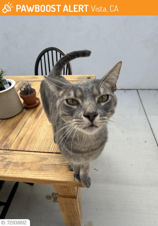 Found/Stray Male Cat last seen Crest view , Vista, CA 92081