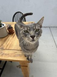 Found/Stray Male Cat last seen Crest view , Vista, CA 92081