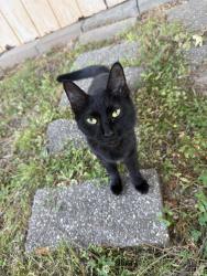 Found/Stray Unknown Cat last seen Clearbrook road & deer creek road, Matthews, NC 28105