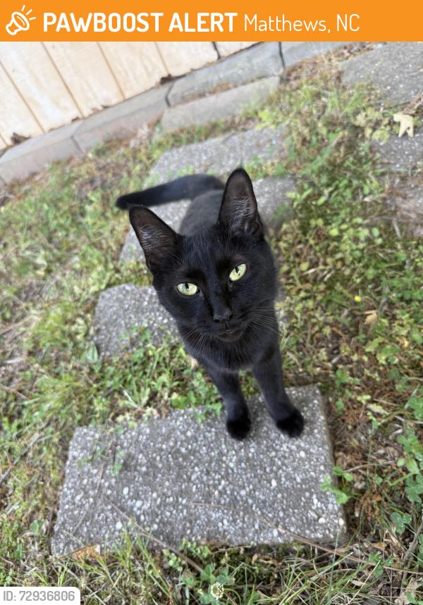 Found/Stray Unknown Cat last seen Clearbrook road & deer creek road, Matthews, NC 28105
