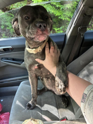 Reunited Female Dog last seen Matrimony road, Rockingham County, NC 27288