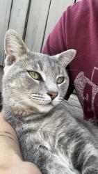Lost Male Cat last seen By community market on main st , Bellefontaine, OH 43311