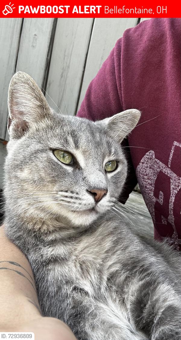 Lost Male Cat last seen By community market on main st , Bellefontaine, OH 43311