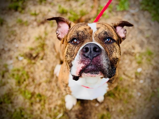 Shelter Stray Male Dog last seen , 2769 Conroy Rd, Orlando, FL 32839, USA