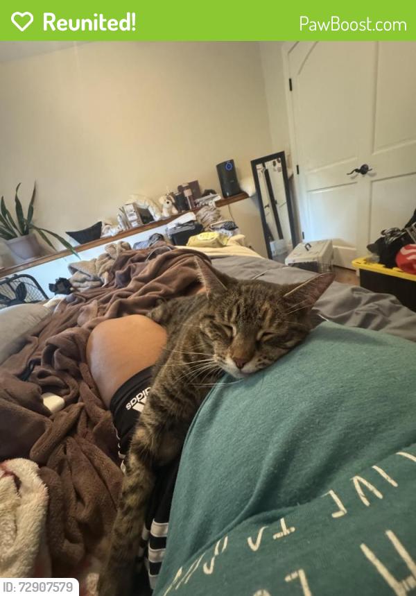 Reunited Female Cat last seen Lincolnshire , Topeka, KS 66614