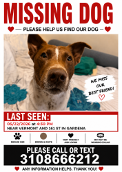 Reunited Male Dog last seen Near , Gardena, CA 90247