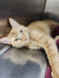 Shelter Stray Female Cat last seen ST CHARLES CITY, St. Peters, MO 63376