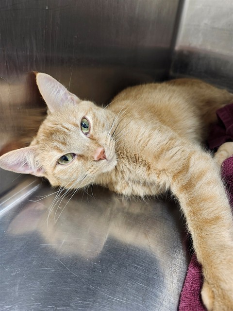 Shelter Stray Female Cat last seen ST CHARLES CITY, St. Peters, MO 63376
