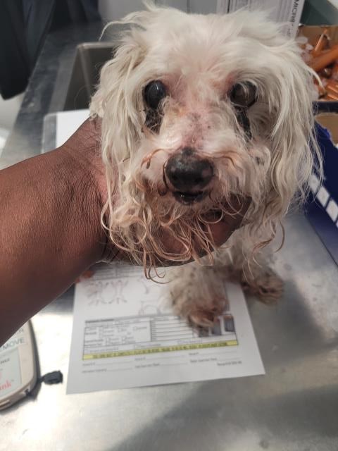 Shelter Stray Male Dog last seen Near BLOCK FIELDING ST, DETROIT MI 48219, Detroit, MI 48211