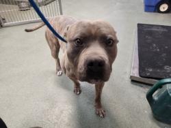 Shelter Stray Male Dog last seen 86-04 PASEO C DE BACA SANTA FE NM 87507, Santa Fe, NM 87507