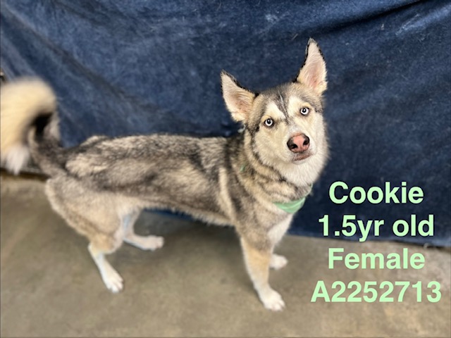 Shelter Stray Female Dog last seen , Chatsworth, CA 91311