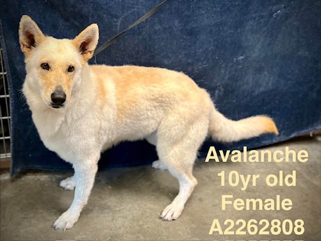 Shelter Stray Female Dog last seen , Chatsworth, CA 91311