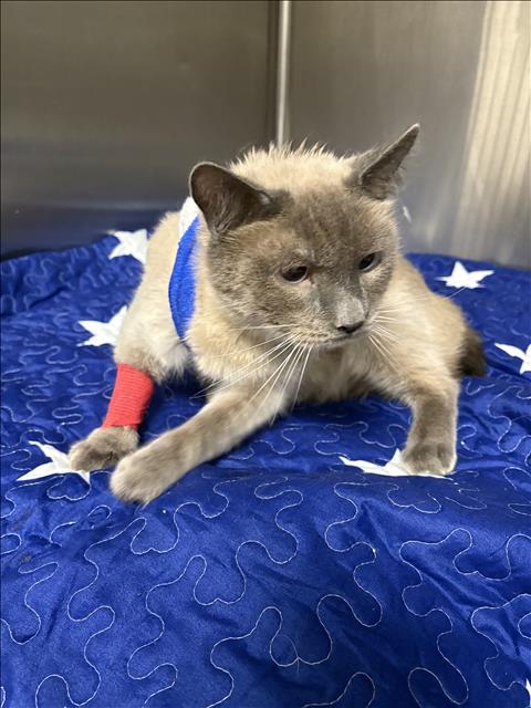 Shelter Stray Male Cat last seen , Chatsworth, CA 91311