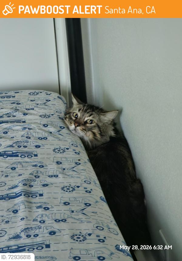 Found/Stray Unknown Cat last seen Memory lane and main st, Santa Ana, CA 92706