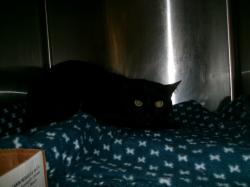 Shelter Stray Male Cat last seen , Los Angeles, CA 91405