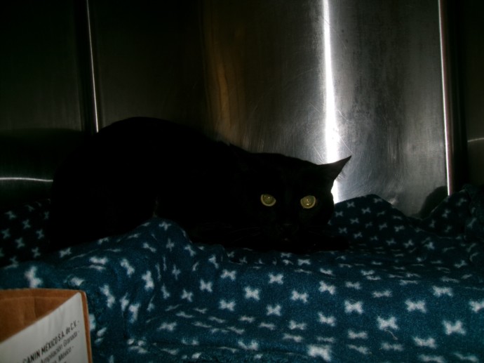 Shelter Stray Male Cat last seen , Los Angeles, CA 91405