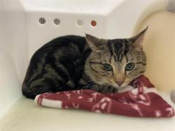 Shelter Stray Male Cat last seen Near BLOCK S SOUTHTOWNE DR, Milwaukee, WI 53215