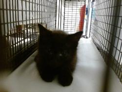 Shelter Stray Female Cat last seen Near BLOCK SW 133 DR, Doral, FL 33122