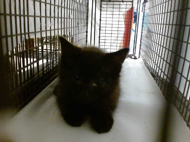 Shelter Stray Female Cat last seen Near BLOCK SW 133 DR, Doral, FL 33122