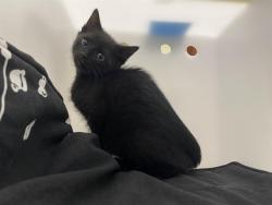 Shelter Stray Male Cat last seen Near BLOCK N 58TH ST, Milwaukee, WI 53215