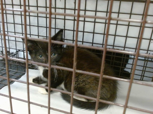 Shelter Stray Male Cat last seen Near BLOCK SW 133 DR, Doral, FL 33122