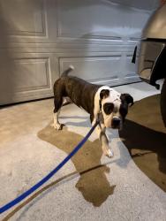 Reunited Male Dog last seen Mission Gorge by In & Out, Santee, CA 92071