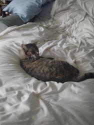 Lost Male Cat last seen Near braton st, Decherd, TN 37324