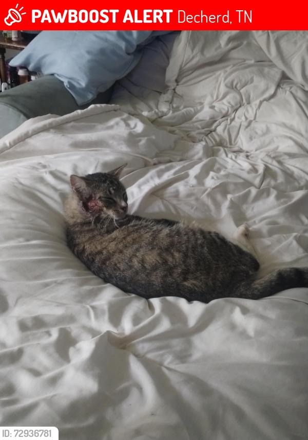 Lost Male Cat last seen Near braton st, Decherd, TN 37324